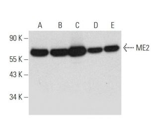 ME2 Antibody (F-5) - Western Blotting - Image 333414