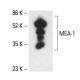 MEA-1 Antibody (G-7) - Western Blotting - Image 411253 