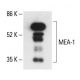 MEA-1 Antibody (G-7) - Western Blotting - Image 411260