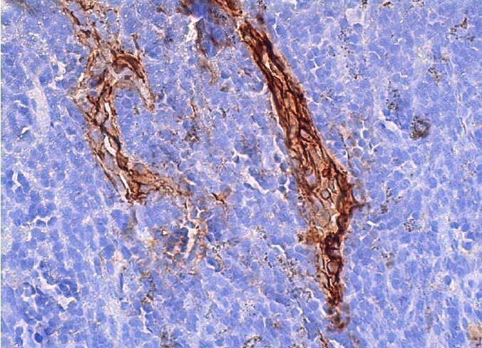 MECA-79抗体(MECA-79) | SCBT - Santa Cruz Biotechnology