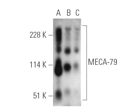 みりあん☺︎⑦ MECA-79抗体(MECA-79) | SCBT - Santa Cruz Biotechnology
