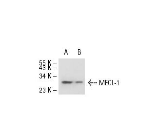 MECL-1 Antibody (C-2) - Western Blotting - Image 51592