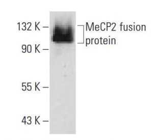 MeCP2 Antibody (D-12) - Western Blotting - Image 56284
