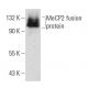 MeCP2 Antibody (D-12) - Western Blotting - Image 56284