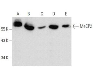 western blotting image from recommended MeCP2 (G-6) monoclonal antibody replacement. Image 354864