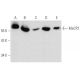 western blotting image from recommended MeCP2 (G-6) monoclonal antibody replacement. Image 354864