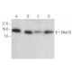 Med10 Antibody (C-2) - Western Blotting - Image 372065