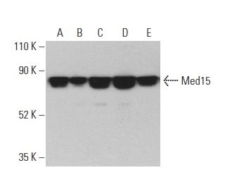 Med15 Antibody (E-8) - Western Blotting - Image 400947 
