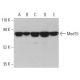 Med15 Antibody (E-8) - Western Blotting - Image 400947 