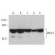 Med15 Antibody (E-8) - Western Blotting - Image 401196 