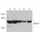 Med15 Antibody (E-8) - Western Blotting - Image 401197