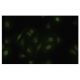 Med15 Antibody (KJ-2) - Immunofluorescence - Image 35839