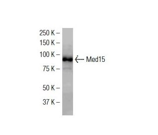 Med15 Antibody (KJ-2) - Western Blotting - Image 34547 