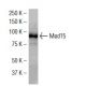 Med15 Antibody (KJ-2) - Western Blotting - Image 34547 