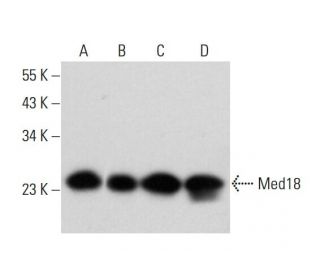 Med18 Antibody (E-4) - Western Blotting - Image 320448 