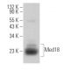 Med18 Antibody (E-4) - Western Blotting - Image 371920