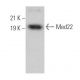 Med22 Antibody (D-10) - Western Blotting - Image 372034