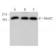 Med22 Antibody (D-10) - Western Blotting - Image 372041 