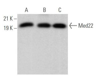 Med22 Antibody (D-10) - Western Blotting - Image 372041Each CRISPR/Cas9 Knockout (KO) Plasmid product consists of a pool of 3 plasmids designed to ensure identification and cleavage of a specific gene for maximum knockout efficiency. Each plasmid encodes a unique 20 nt sequence derived from the GeCKO (v2) library.