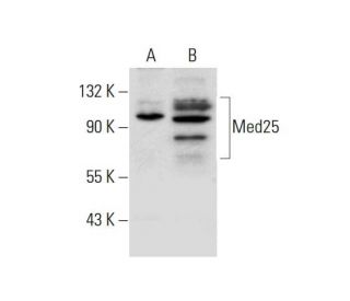 Med25 Antibody (A-7) - Western Blotting - Image 297956 
