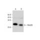 Med29 Antibody (B-1) - Western Blotting - Image 297928