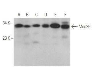 Med29 Antibody (B-1) - Western Blotting - Image 372895 