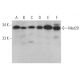 Med29 Antibody (B-1) - Western Blotting - Image 372895 