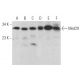 Med29 Antibody (B-1) - Western Blotting - Image 372896 
