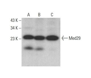 Med29 Antibody (G-6) - Western Blotting - Image 376361 