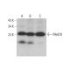 Med29 Antibody (G-6) - Western Blotting - Image 376361 
