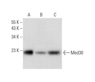 Med30 Antibody (A-11) - Western Blotting - Image 320165 