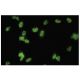 Med31 Antibody (3-9D) - Immunofluorescence - Image 35841