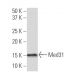 Med31 Antibody (3-9D) - Western Blotting - Image 34551 
