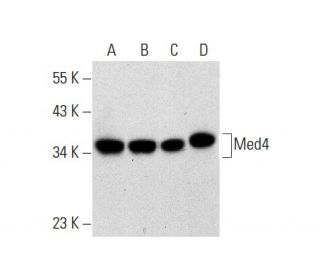 Med4 Antibody (D-6) - Western Blotting - Image 301516 