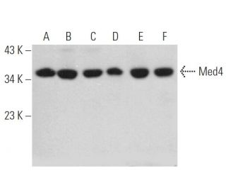Med4 Antibody (D-7) - Western Blotting - Image 374628 