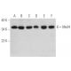 Med4 Antibody (D-7) - Western Blotting - Image 374628 