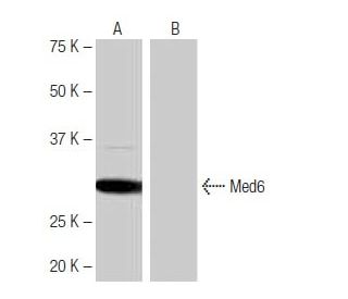Med6 Antibody (1D3) - Western Blotting - Image 64995