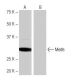 Med6 Antibody (1D3) - Western Blotting - Image 64995