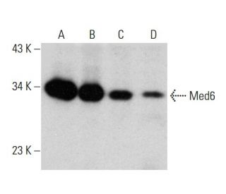 western blotting image from recommended Med6 (D-2) monoclonal antibody replacement. Image 387334
