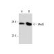 Med6 Antibody (D-2) - Western Blotting - Image 288296
