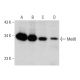 Med6 Antibody (D-2) - Western Blotting - Image 387334 