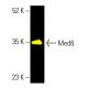 Med6 Antibody (D-2) - Western Blotting - Image 403747 