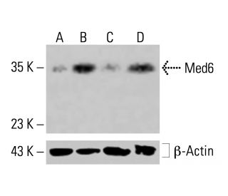 Med6 Antibody (D-2) - Western Blotting - Image 415067 