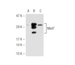 Med7 Antibody (E-7) - Western Blotting - Image 45395 