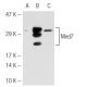 Med7 Antibody (E-7) - Western Blotting - Image 45395 