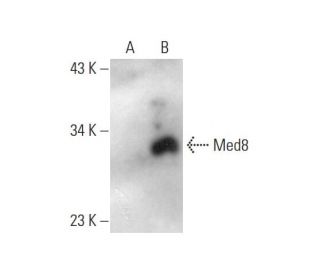 Med8 Antibody (A-3) - Western Blotting - Image 144566 
