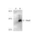 Med8 Antibody (A-3) - Western Blotting - Image 144566 