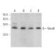 Med8 Antibody (A-3) - Western Blotting - Image 367021