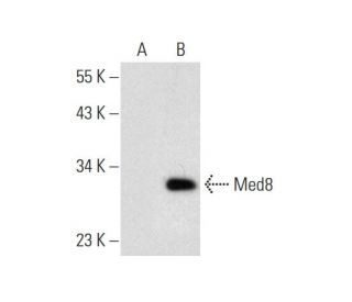 Med8 Antibody (A-5) - Western Blotting - Image 145580