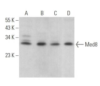 Med8 Antibody (A-3) - Western Blotting - Image 367021Each CRISPR/Cas9 Knockout (KO) Plasmid product consists of a pool of 3 plasmids designed to ensure identification and cleavage of a specific gene for maximum knockout efficiency. Each plasmid encodes a unique 20 nt sequence derived from the GeCKO (v2) library.
